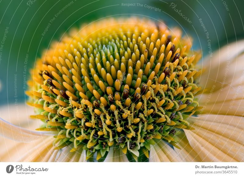 Echinacea purpurea, sunflower family, yellow strain cultivar seleccion detail flowerhead center Compositae Asteraceae