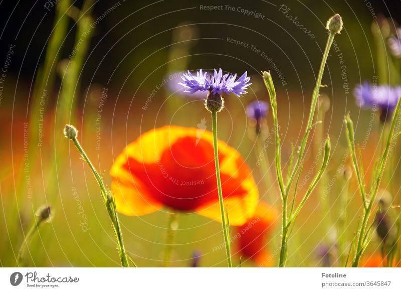 Oh my, today is Mo(h)n day! - or a monh flower hides shyly behind cornflowers. But nothing helps. It simply shines too beautifully. Poppy blossom Poppy field