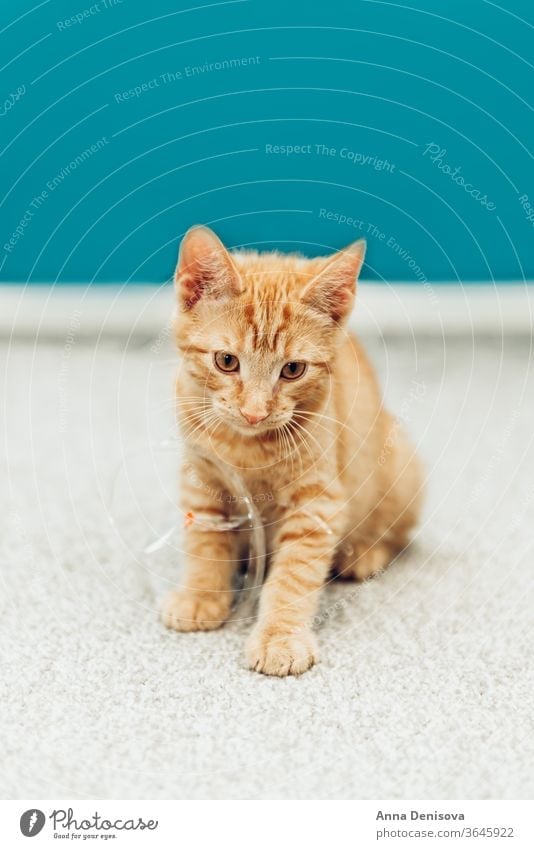 Cute ginger kitten sits cute cat relax blanket pet baby home cozy comfort resting fluffy sleeping kitty adorable child tiger little animal warm joy kittens pets