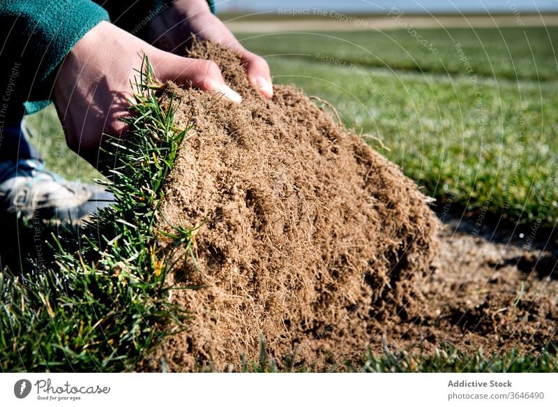 Crop unrecognizable person demonstrating turf roll in daylight ground field soil green grass texture natural organic loose piece ecology sunlight uneven surface