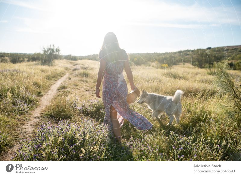 Cheerful woman with dog in field relax friend alaskan malamute cheerful together domestic summer female dress rest straw hat smile stroke caress friendly owner