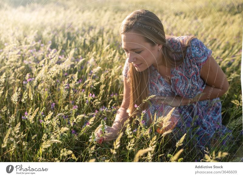 Tranquil woman picking flowers in field tender summer dress meadow delicate blossom female nature sit sensual bloom content tranquil serene touch gentle floral