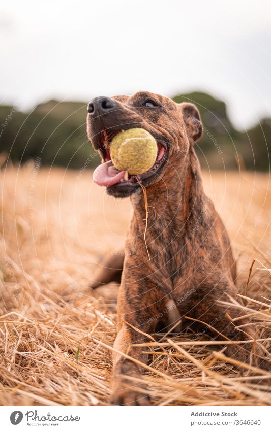 Adorable dog lying on golden grass with ball in mouth rest thai ridgeback purebred canine tongue out pet harmony countryside autumn friendly calm breed mammal