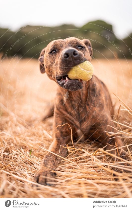 Adorable dog lying on golden grass with ball in mouth rest thai ridgeback purebred canine tongue out pet harmony countryside autumn friendly calm breed mammal