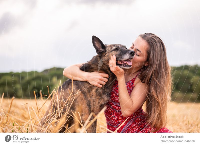 Woman embracing Thai Ridgeback on golden grass under cloudy sky woman embrace dog affection bonding companion canine pet eyes closed countryside animal purebred