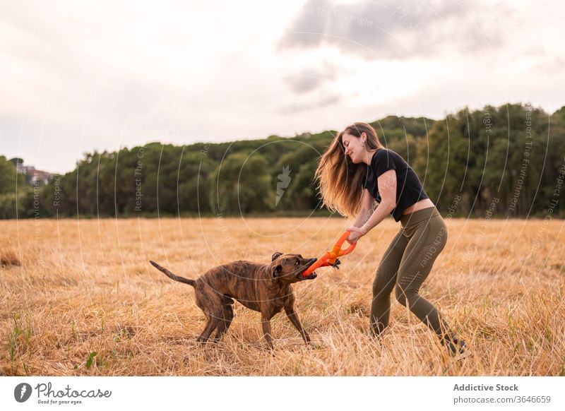 Content woman playing with Thai Ridgeback in field under sky dog toy animal affection companion funny meadow cloudy together thai ridgeback purebred pet canine