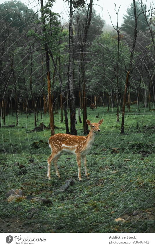 Female spotted deer in woods graze pasture animal forest chital habitat female green nature environment cloudy wild fauna mammal park scenic tree scenery