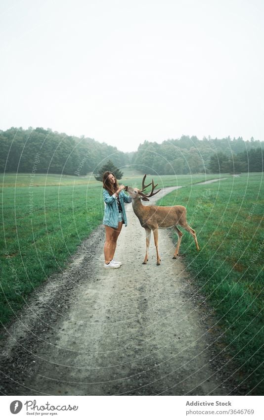 Smiling woman feeding deer in natural habitat nature overcast wild male smile traveler female road summer animal vacation stand tourism cheerful holiday