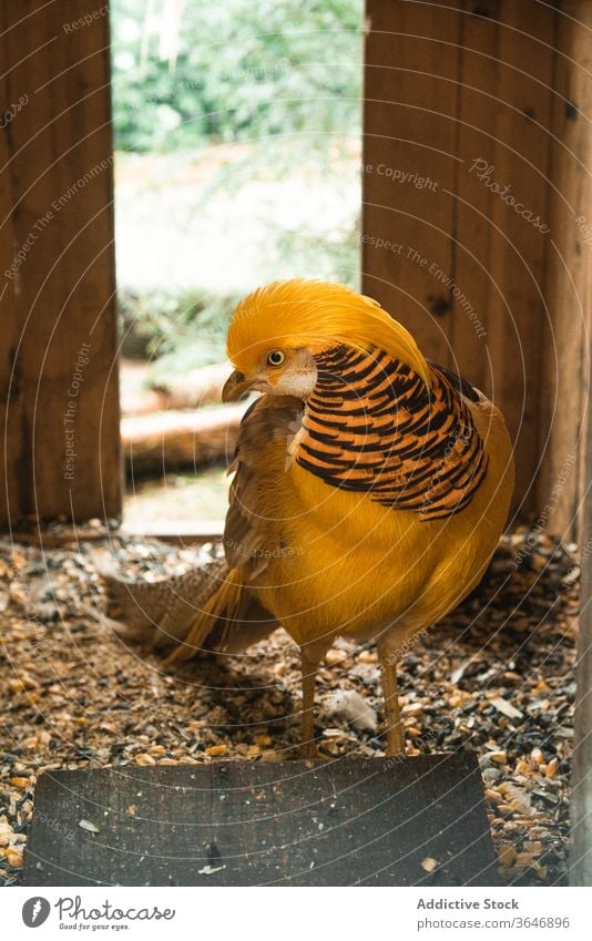 Golden pheasant in bird park golden pheasant male vibrant vivid color plumage wooden cage bright stand nature avian feather wild wildlife ornithology tranquil