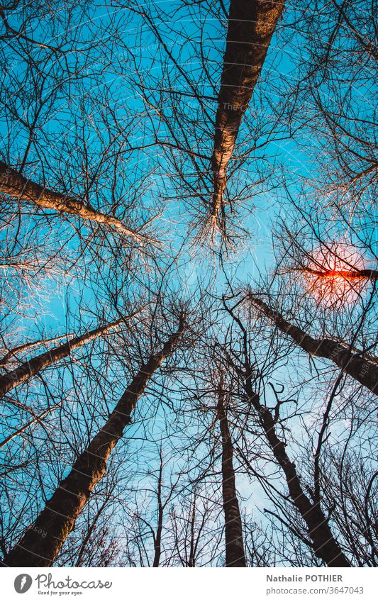 Trees, sky and sun, view from below trees Sky Sunset Nature Light Exterior shot Colour photo Perspective up tree trunks Environment Evening Sunlight