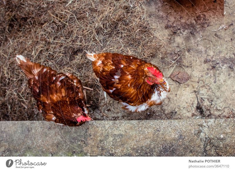 Top view brown hens Hen chicken coop farm laying hen breeding countryside Farm Nature poultry Farm animal chickens Poultry farm Agriculture Colour photo