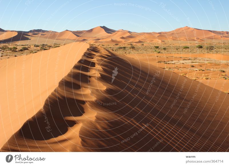 Traces on the dune crest Nature Landscape Sand Cloudless sky Beautiful weather Desert Namib desert Dry Warmth Blue Brown Yellow Gold Orange Warm-heartedness