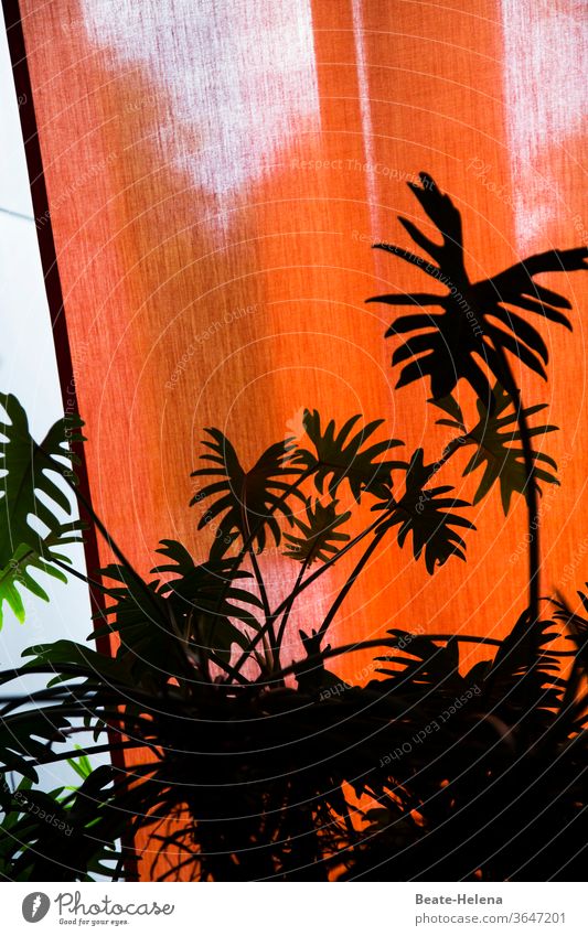tropical holiday feeling: shadow outline of potted plant in the room in front of red curtain Houseplant shadow cast Urlaubsfeelig imagination Tropical Pattern
