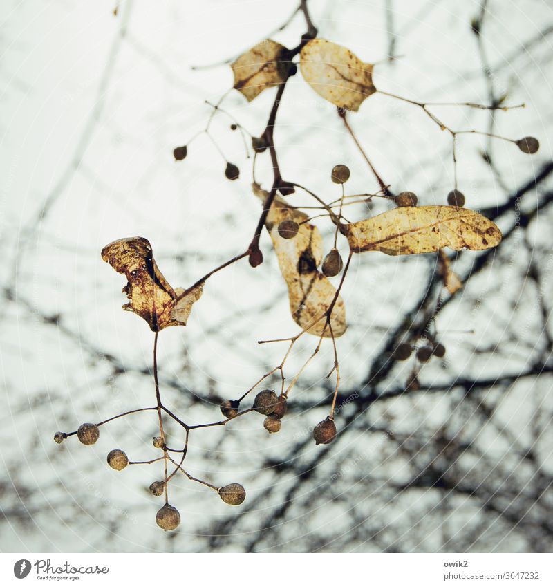 Final stage Autumn tree twigs Sky Old Exterior shot Deserted Twigs and branches Sparse natural Sámen Seed capsule Colour photo Nature Day flaked Environment