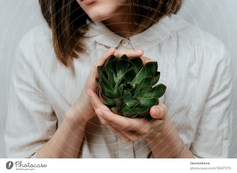 Closeup of woman's hands holding green succulent in her hands, selective focus succulents leaves propagation sprout gardening flower pot care growing organic
