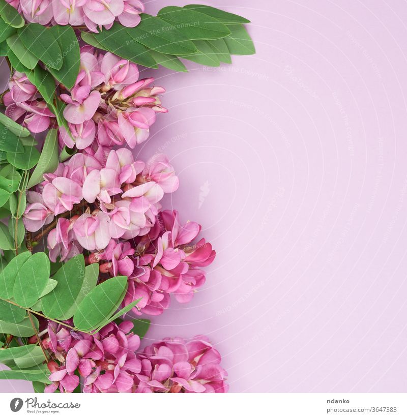 flowering branch Robinia neomexicana with pink flowers on a purple background wedding holiday lilac leaf acacia beautiful beauty black bloom blooming blossom