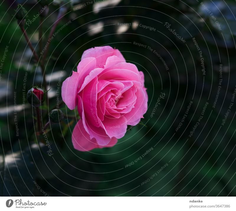 bud of a blooming pink rose in the garden on a summer day seasonal single spring background beautiful beauty blossom bouquet bright bunch closeup flora floral