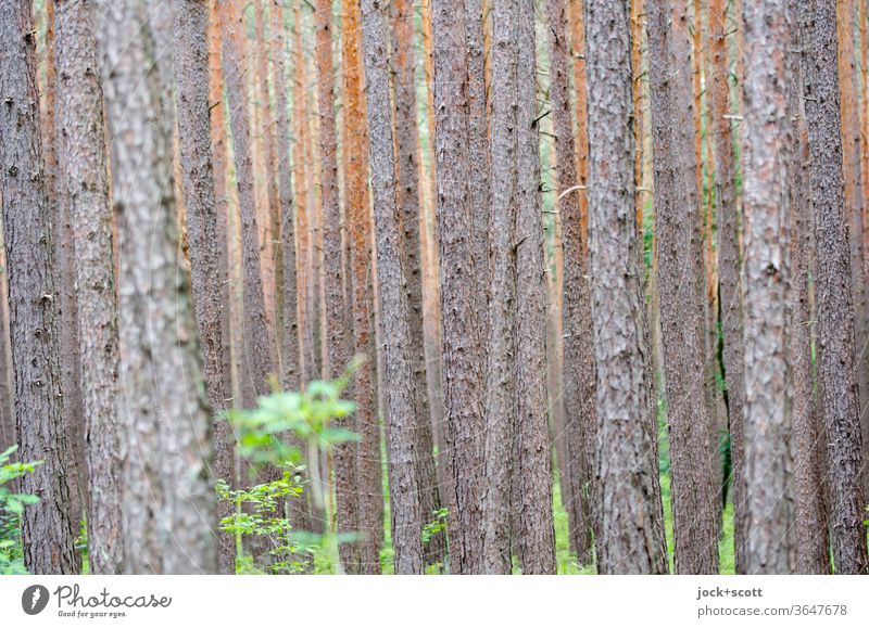 Forest for the trees Nature Structures and shapes Brown Many Tree trunk Jawbone Growth Background picture natural Monoculture Force Side by side Agreed
