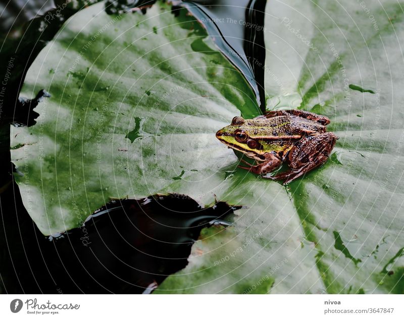 Frog on leaf Pond Leaf Water Animal Green Nature Exterior shot Painted frog Colour photo Amphibian Frog Prince Close-up waterdrop Quack Brown Eyes Body of water