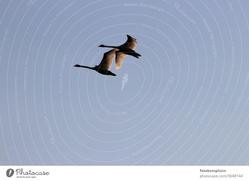 two adjacent swans Swan flight Grand piano birds Elegant Flying Floating return flight Esthetic in the sky Sky Silhouette Feather Longing wistfully Freedom