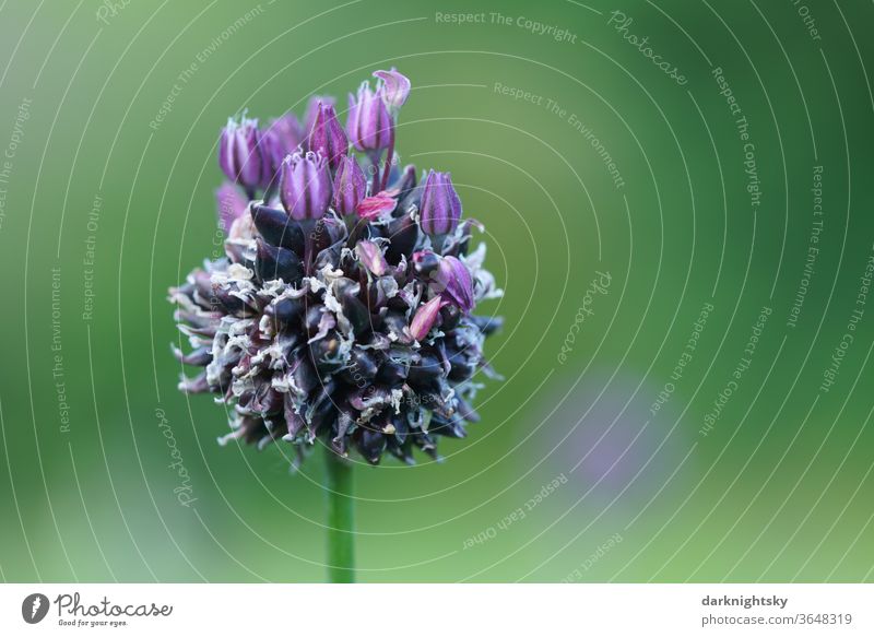 Lavender blossom with calm background Macro (Extreme close-up) Agricultural crop natural spring Deserted Comforting Blur Shallow depth of field Environment