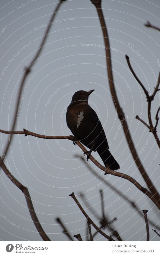 Portrait of a female blackbird on a twig Blackbird Throstle birds Animal Brown Twig Twigs and branches twigs Exterior shot Nature Moody Ambience atmospheric