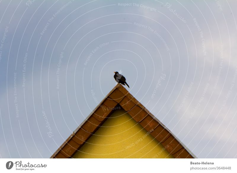 Waiting for better times - bird sitting on roof ridge Bird Roof ridge Sky Colour photo Deserted confident Optimism yellow background Facade Black