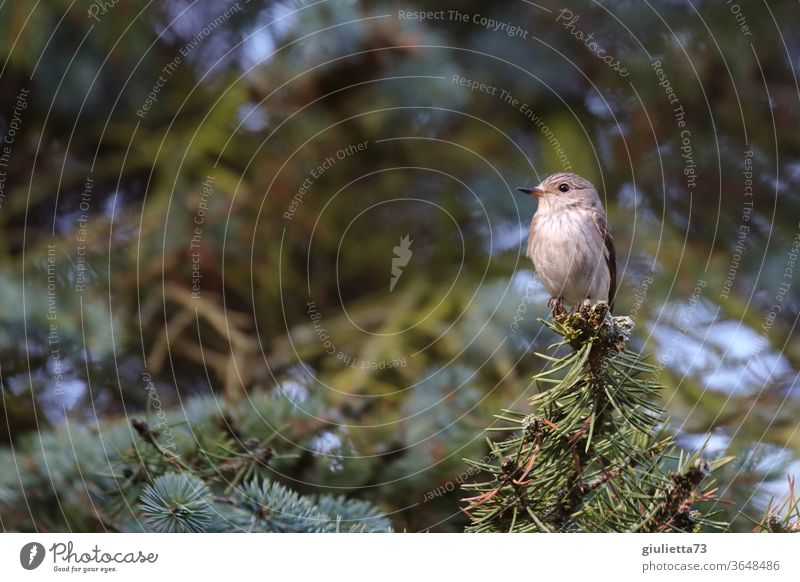 Spotted Flycatcher Portrait Front view Full-length Animal portrait Central perspective Shallow depth of field Light Day Sunlight Neutral Background Deserted