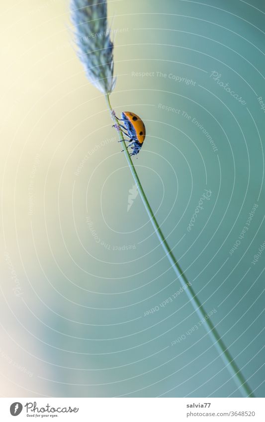 downtrend Nature Ladybird Downward downstairs Crawl Stalk blade of grass Beetle Plant luck Colour photo Neutral Background Isolated Image Close-up Insect green