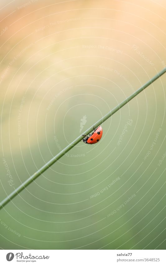 Ladybug crawling down grass stalks Ladybird Insect Seven-spot ladybird Crawl Beetle Downward obliquely Macro (Extreme close-up) Nature Happy Plant