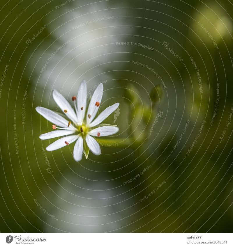 tender star in white bleed Plant flowers chickweed Nature Macro (Extreme close-up) Blur White Delicate Blossoming stellaria Deserted Copy Space top