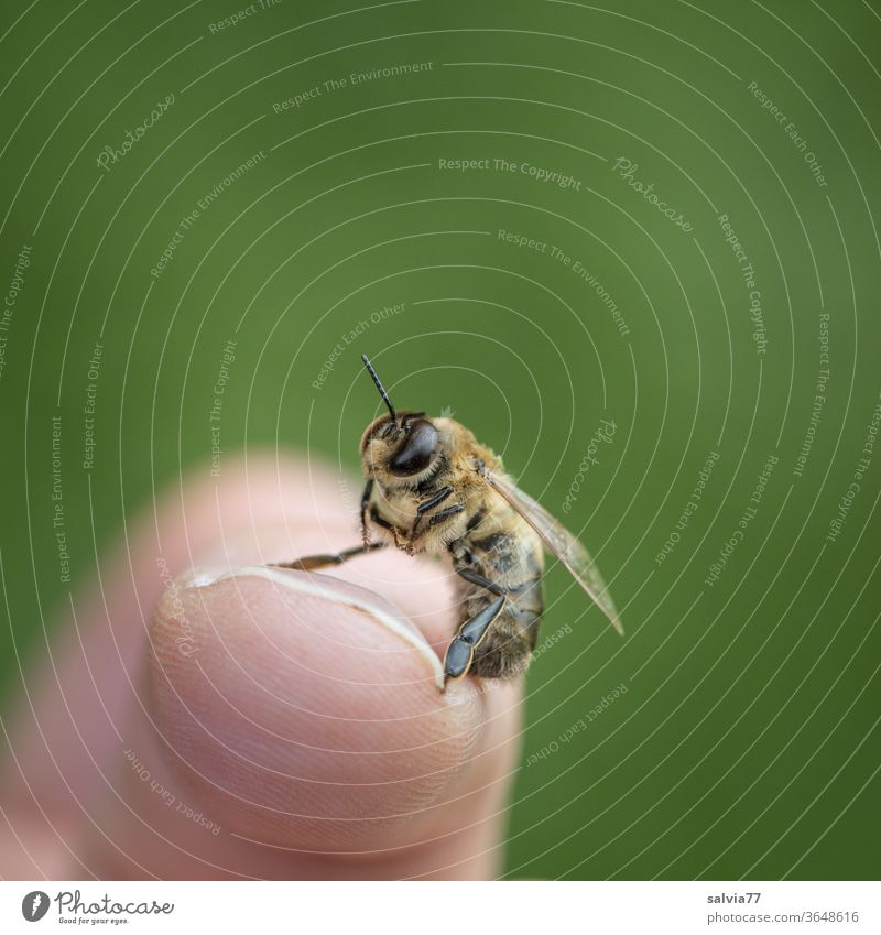 Drone (male bee) sits on fingertip and does personal hygiene Bee drone Insect Macro (Extreme close-up) Grand piano Neutral Background Isolated Image