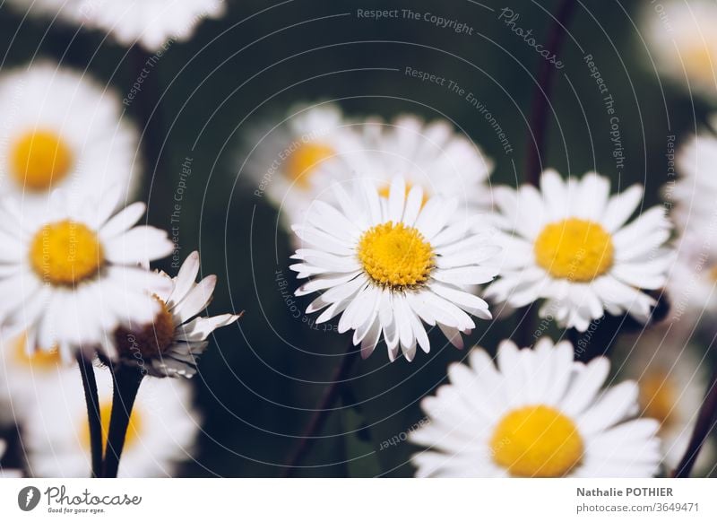 Daisies in the meadows daisies Meadow country Yellow White flowers Flower Nature Summer Plant green Garden Blossoming Spring Flower meadow Grass Exterior shot