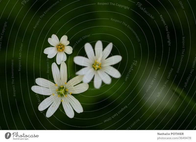 Three white flowers Flower Close-up Spring Plant Colour photo Exterior shot Garden Nature Spring flower Spring flowering plant spring flowers Blossom Blossoming