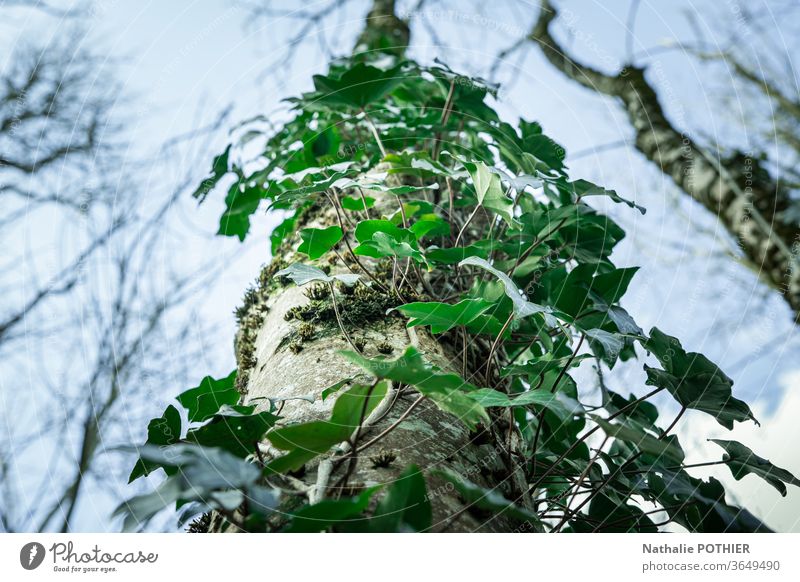 Ivy-covered tree trunk seen from below ivy sky Tree Plant Nature Colour photo Exterior shot Green Leaf Environment Forest leaves Wild plant Foliage plant