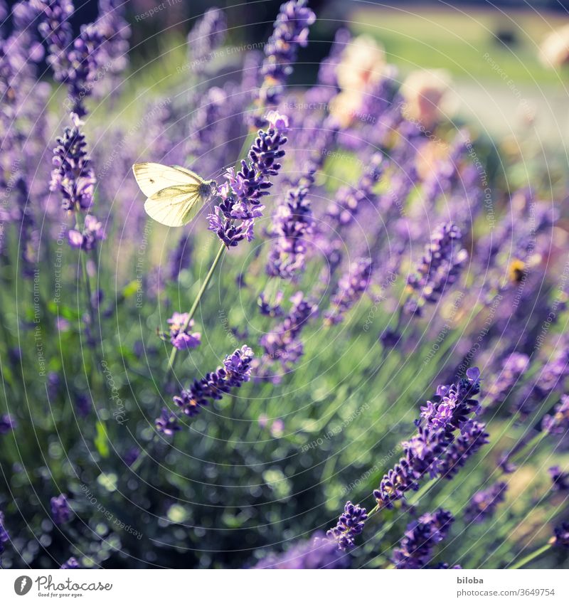 a breath of summer Lavender Brimestone Butterfly Summer blossoms Garden Violet Yellow Exterior shot Fragrance lavender scent naturally blurriness Summery purple