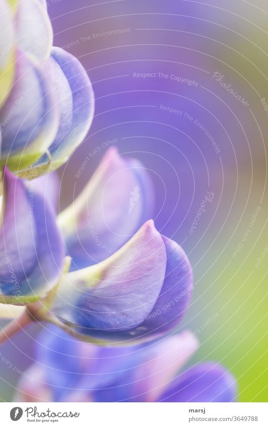 Single lupine flower from the side in pastel colours Lupin Lupin blossom flowers Nature Violet Blossoming Plant already Shallow depth of field pastel shades
