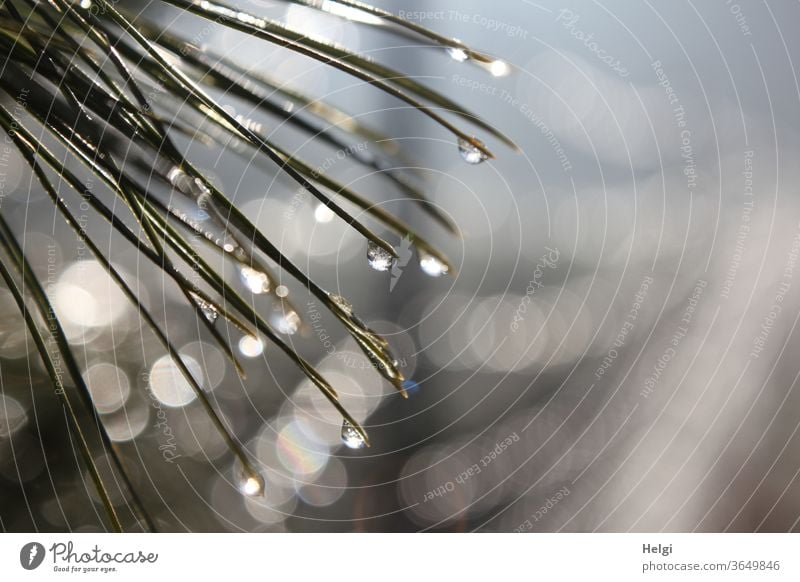half frozen drops on pine needles with bokeh Drop chill Frozen Ice Light Shadow sparkle Back-light Winter Frost Nature Exterior shot Deserted Freeze Ice crystal