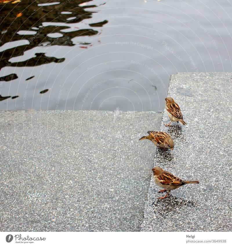 three sparrows search for food on the wet stones on the banks of the Alster Sparrow birds Stone Water Hamburg Banks of the Alster Exterior shot Colour photo