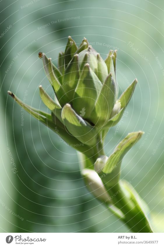 Bud from the milk star in white bud flowers bleed green Colour photo Nature Garden Plant Close-up Ornithogalum