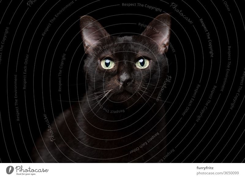 black cat on black background portrait Cat pets mixed breed cat shorthaired cat One animal Black cat Studio shot Copy Space cut Isolated look into the camera