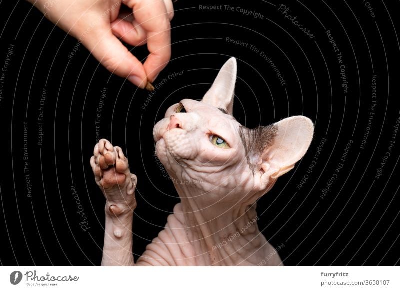 Animal owner feeding Sphynx cat Cat pets purebred cat hairless cat Naked Wrinkled Bleak One animal black background Studio shot Copy Space cut Isolated Paw