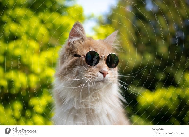 cool maine coon cat with sunglasses Cat pets purebred cat One animal cream Beige White Nature Front or backyard Garden green plants portrait Funny wearing Cool