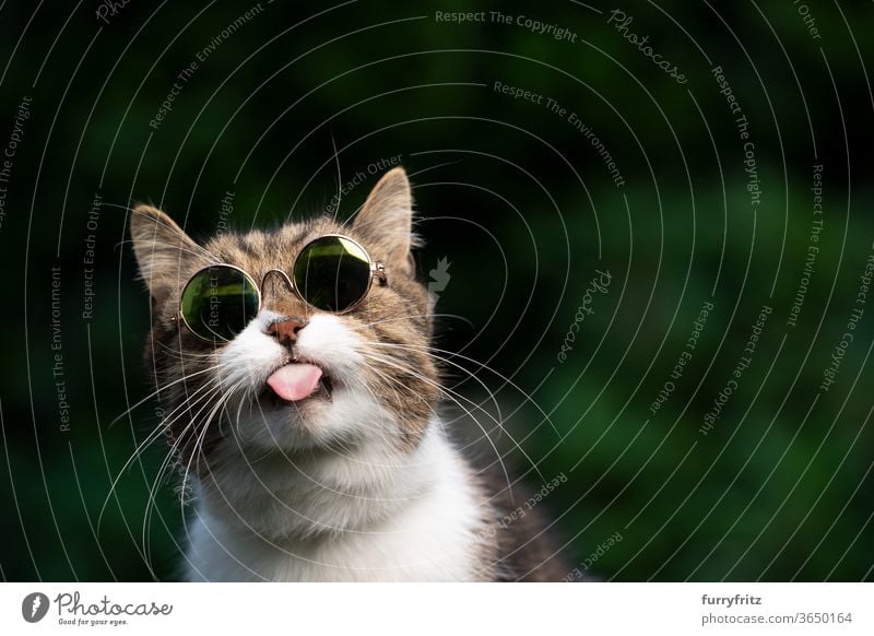 cheeky cat with sunglasses sticks out his tongue Cat pets purebred cat British shorthair cat One animal tabby White green Outdoors Umbrellas wearing Cool