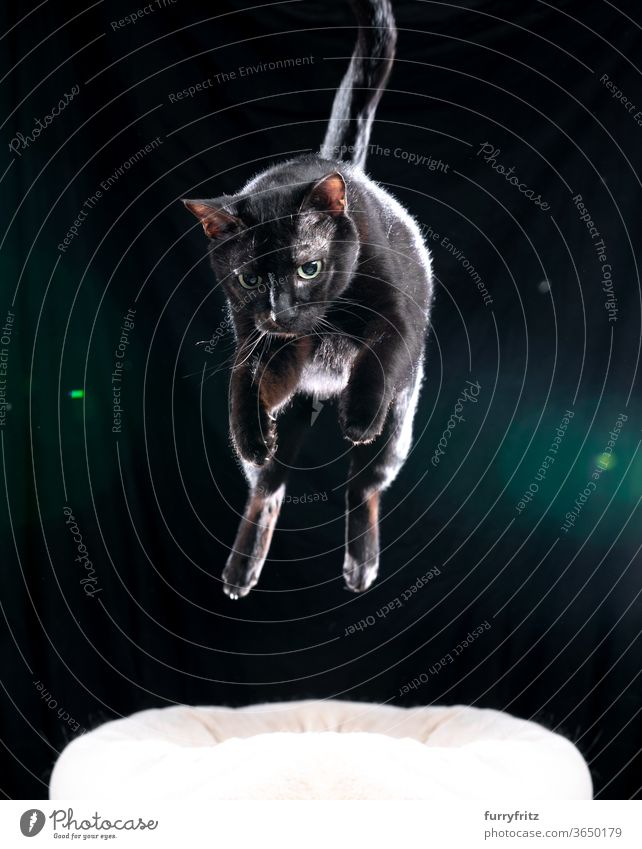 black cat jumps in the air Cat pets mixed breed cat shorthaired cat One animal Black cat jumping Flying in midair Hunting Attack black background cut Isolated