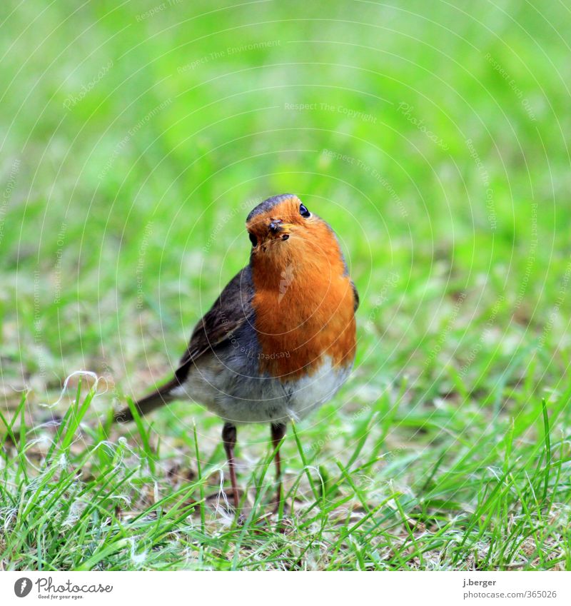 What's the matter, dude? Animal Wild animal Bird 1 Observe Looking Small Green Red Love of animals Robin redbreast Passerine bird Be confident provocatively