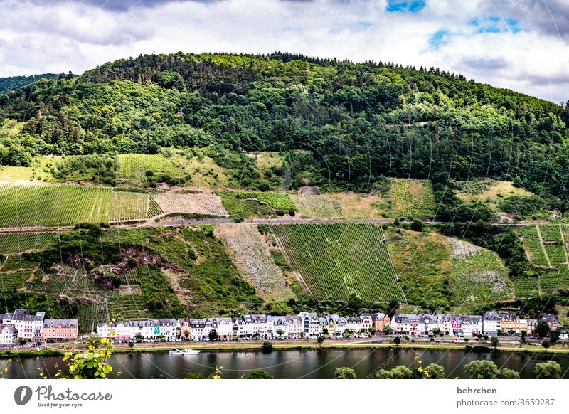 flood-tested Hunsrück Moselle valley Sunlight Mosel (wine-growing area) River bank Idyll tranquillity Wine growing Rhineland-Palatinate vine Freedom Mountain