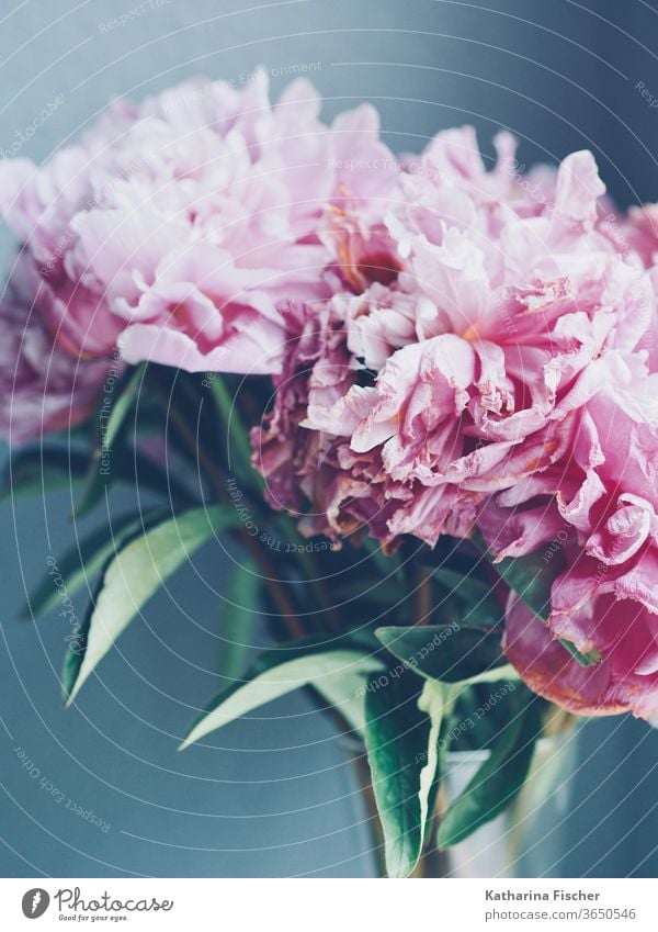 rosy peonies fade Peonies Pink flowers bleed Close-up Nature Colour photo Detail Summer spring Blossoming Fragrance Blossom leave Day already Interior shot