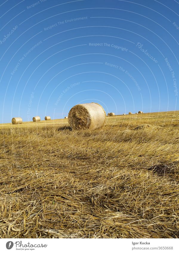 Hay Bales In Field Against Blue Sky Hay bale Sunlight scenic Agriculture Farm Harvest Rural Summer