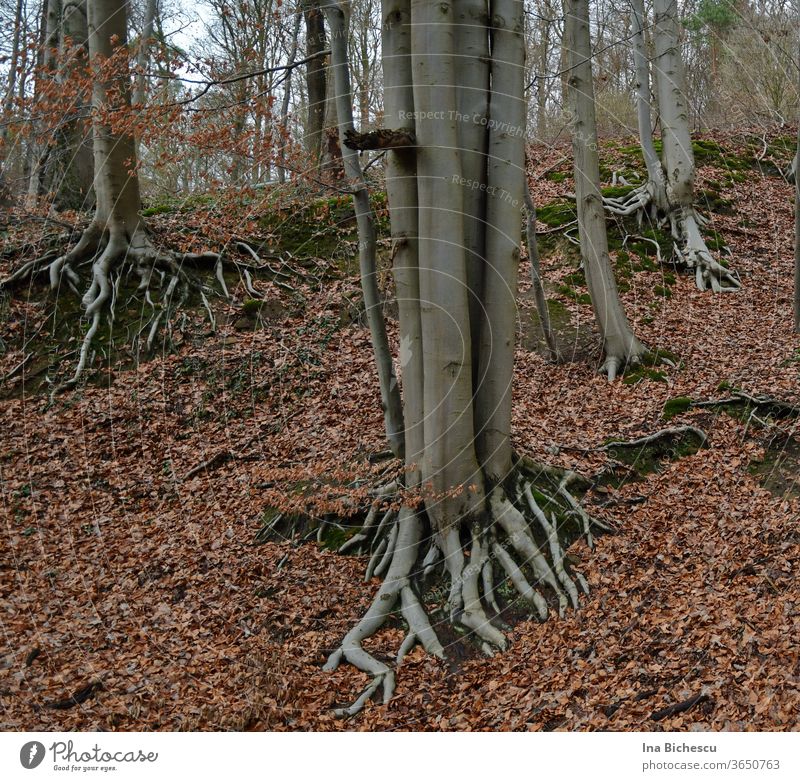 Several light grey tree trunks have their roots outside, between the reddish leaves on the green hilly ground covered with moss. Root Tree trunk Forest Branch